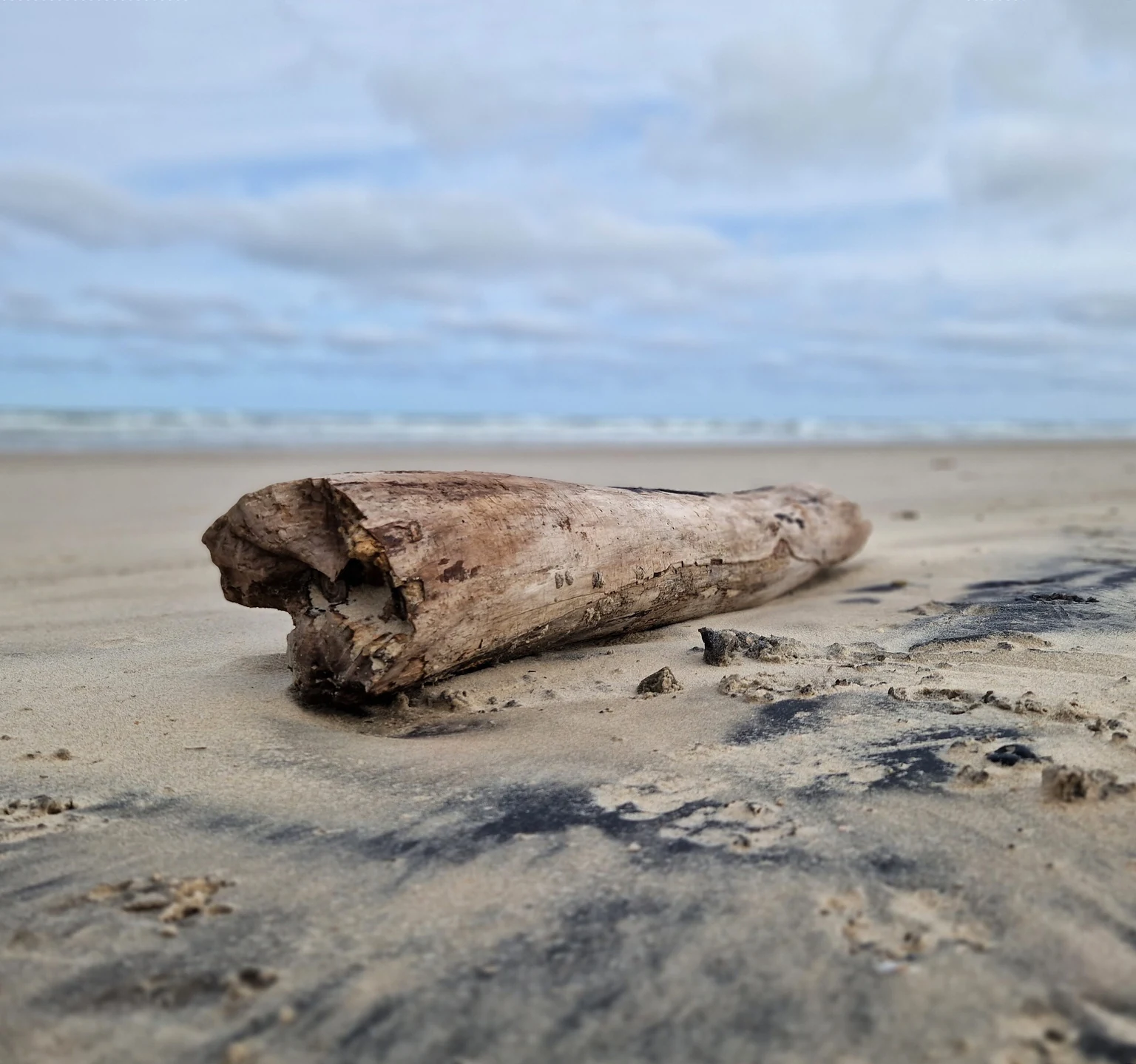 Treibholz am Strand