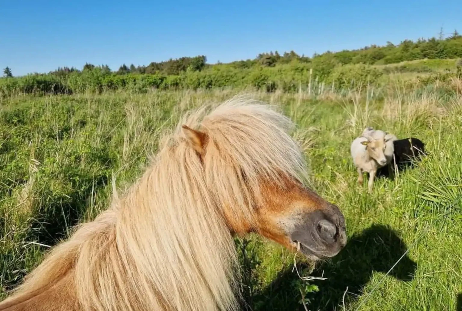Ein Pony mit heller Mähne grast, dahinter ein Schaf