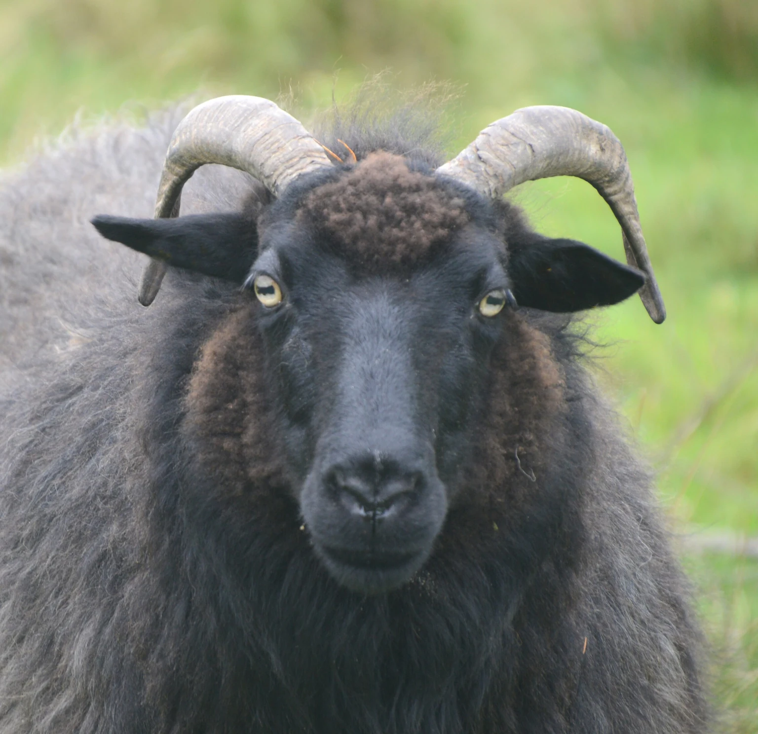 Ein schwarzes Schaf mit Hörnern schaut in die Kamera