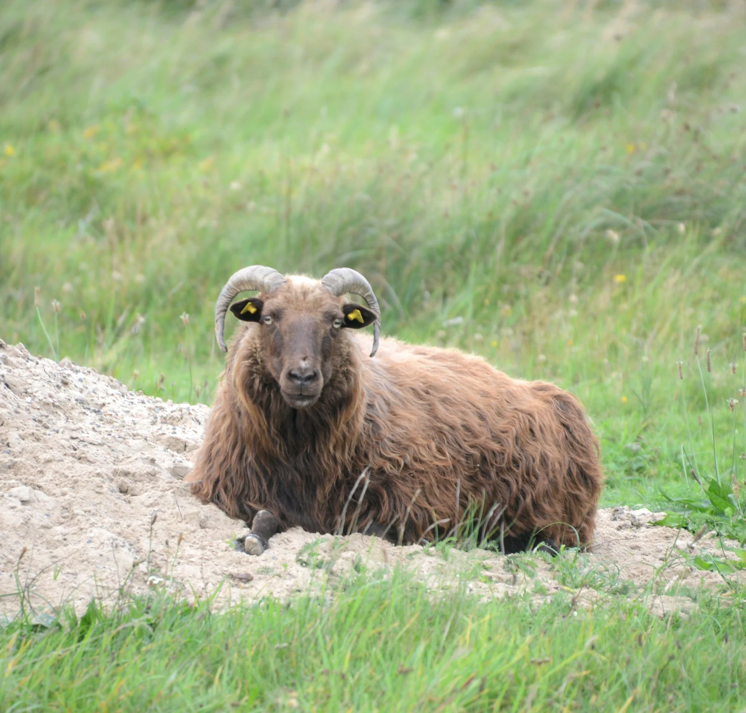 Ein braunes Schaf mit Hörnern liegt im Gras