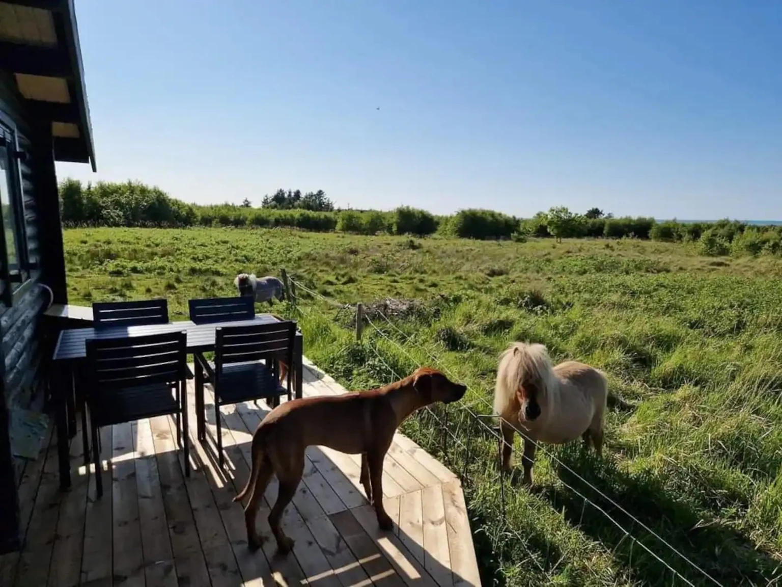 Ein Hund auf der Holzterrasse schaut zu einem hellen Pony auf der Weide